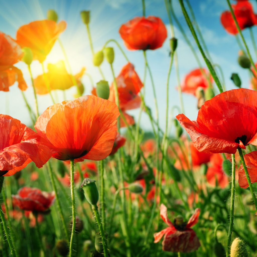 Coquelicot 2024 - 80pc - 2000x2000